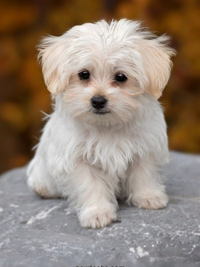 Cuidados Básicos para Cães no Brasil