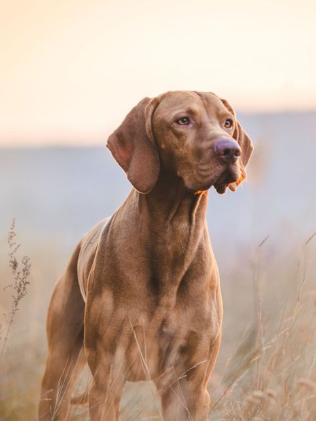 Como Escolher a Ração Certa para Seu Cachorro