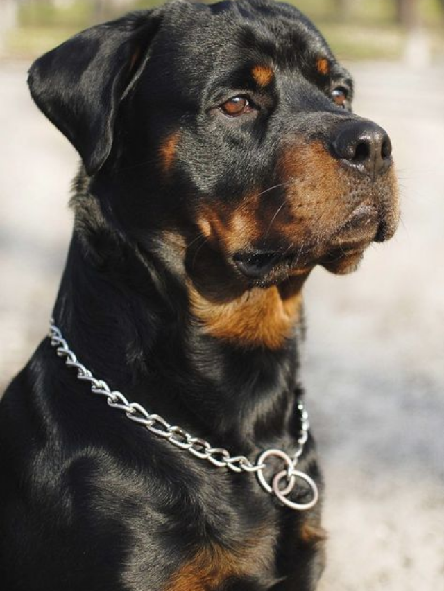 Treinamento de Cães: Comandos Básicos