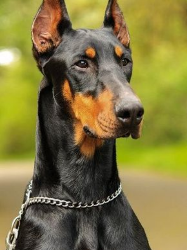 Prevenção de Doenças Comuns em Cães