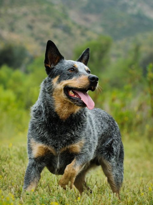 Entendendo o Comportamento Canino
