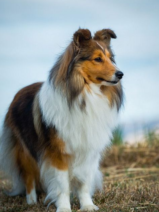 Exercícios e Passeios para Cães no Clima Tropical