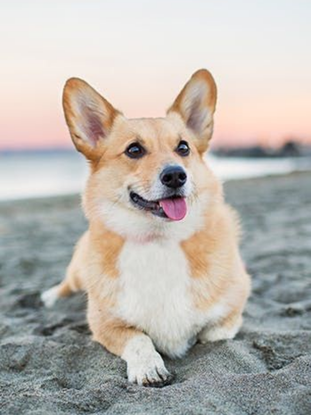 Socialização de Cães: Importância e Dicas