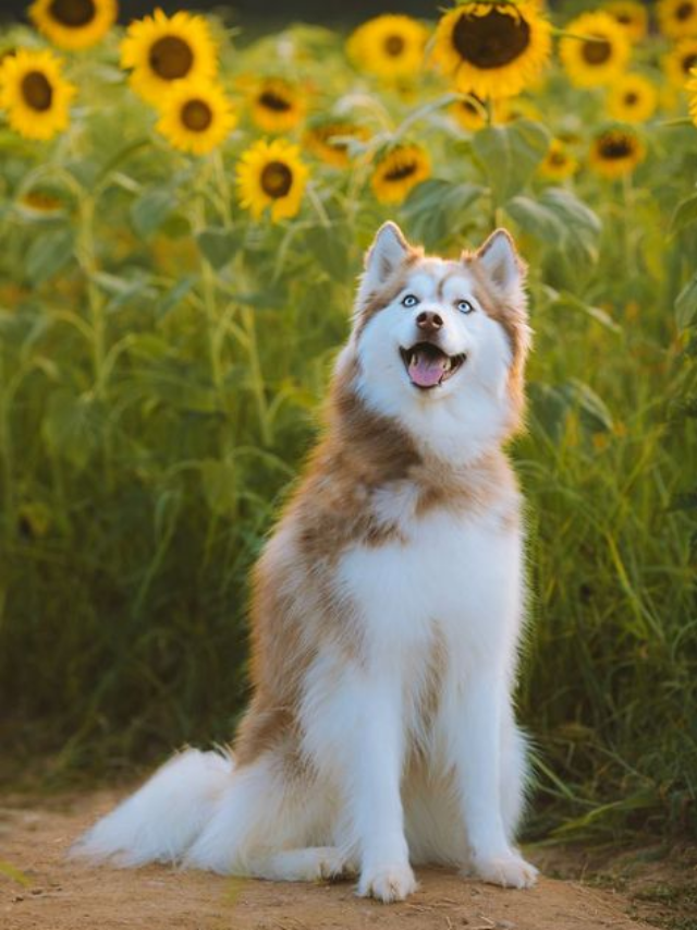 Sinais de Doenças em Cães e Quando Procurar Ajuda