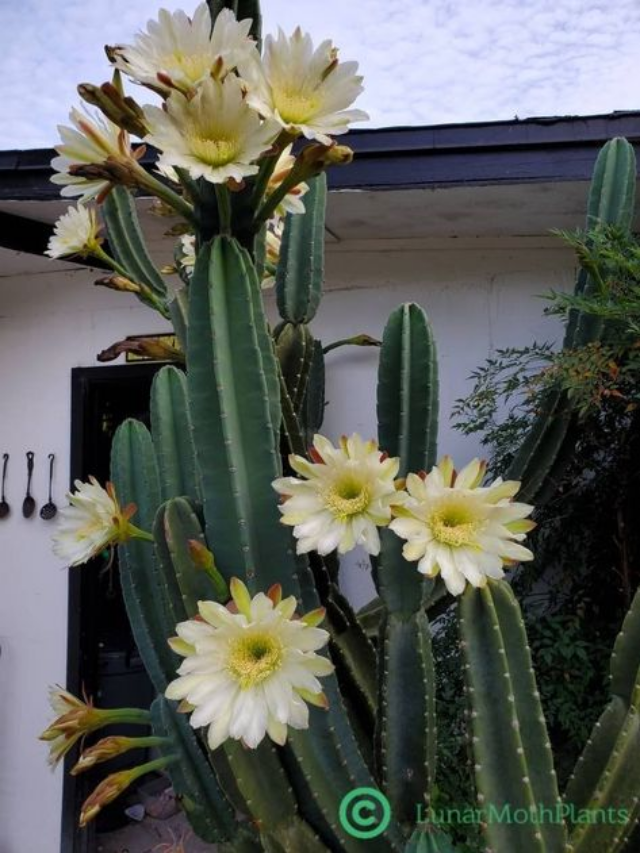 "Popular Indoor Plants Thriving in the USA"