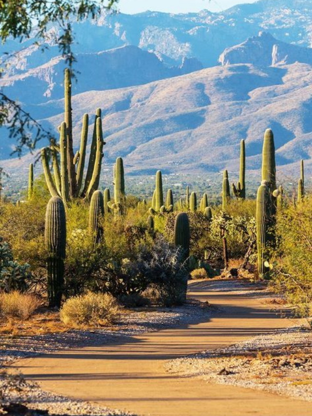 "USA’s Most Beautiful Flowering Plants and Trees"