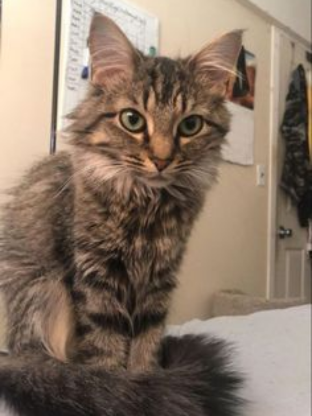 How to Care for Your Cat: A Complete Guide for Pet Owners