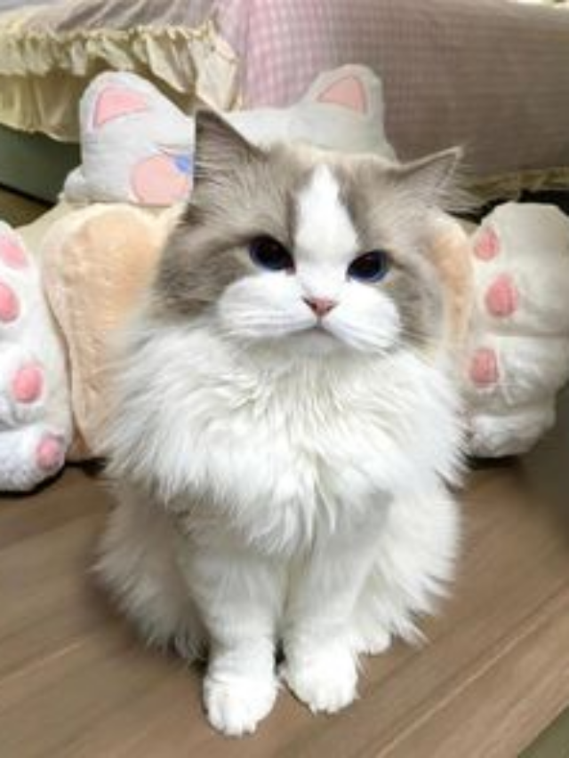 Cat Myths and Facts: Debunking Common Misconceptions