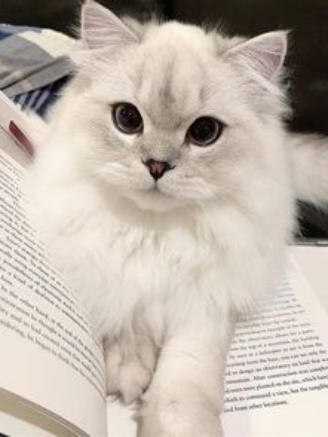 Why Do Cats Purr? Exploring the Science Behind Cat Behavior
