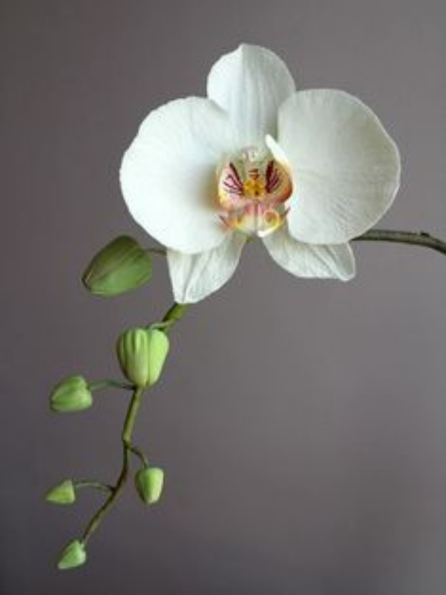 Orquídeas: Como Fazer Elas Florescerem o Ano Inteiro