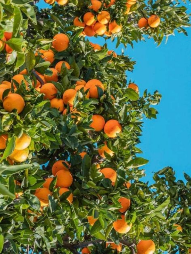 How Oranges Boost Immunity and Promote Overall Health